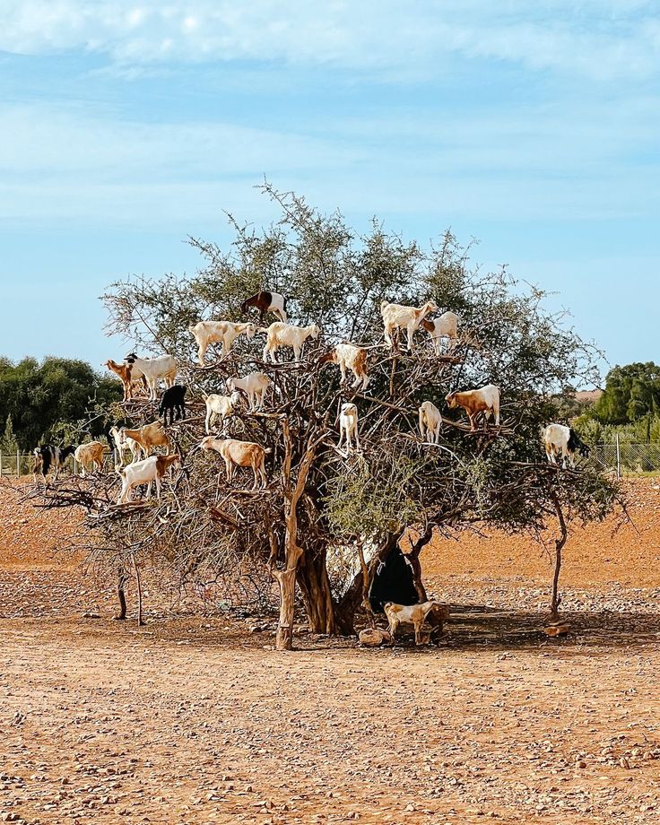 6 Day Morocco Itinerary to Marrakech & Essaouira